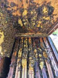 Nadwyżki ul pszczoły rodziny