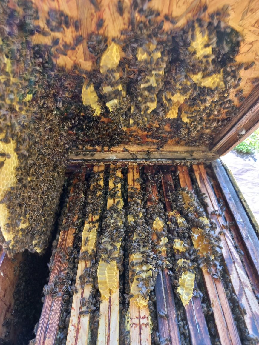 Nadwyżki ul pszczoły rodziny