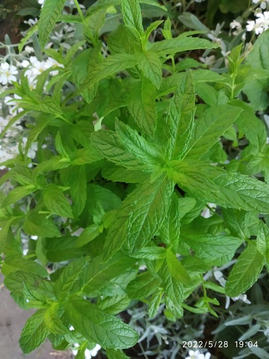 Мята. мята Перечная, мята Ментоловая,Валериана