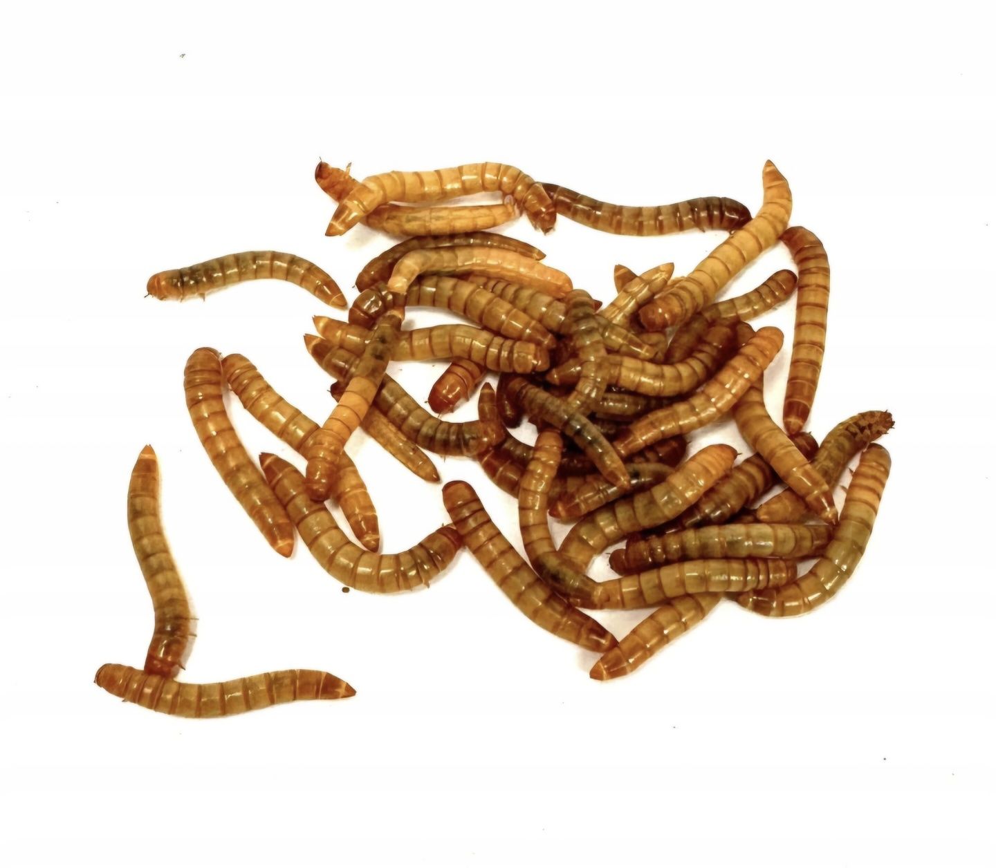 Suszone larwy Mącznika młynarka 100g