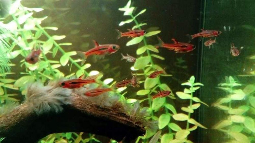 GB razbora borneańska (Boraras brigittae)