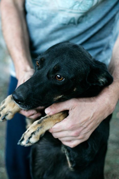 Чудова Багіра шукає маму/тата!