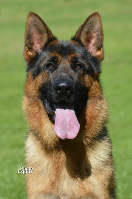 Owczarek Niemiecki Krótkowłosy pies ZkwP