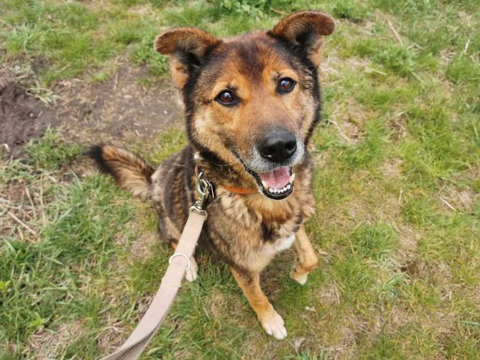 Ares czeka na dom...