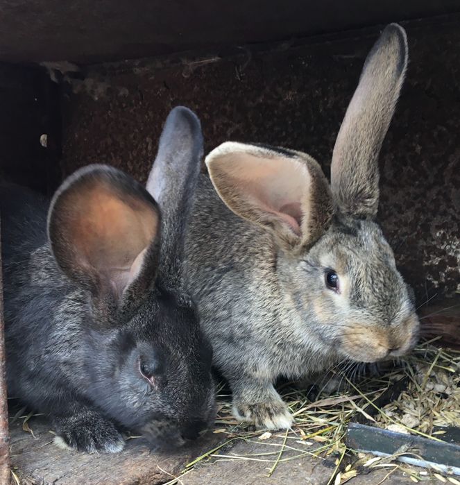 Кролі фландр/строкач