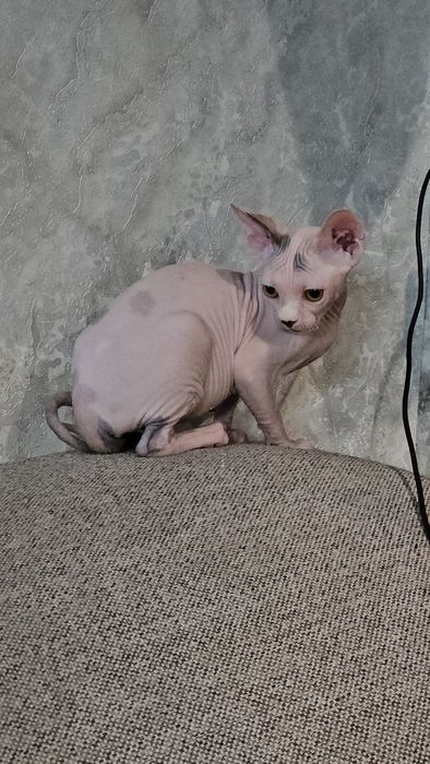 Дівчатка з короткими мордочками