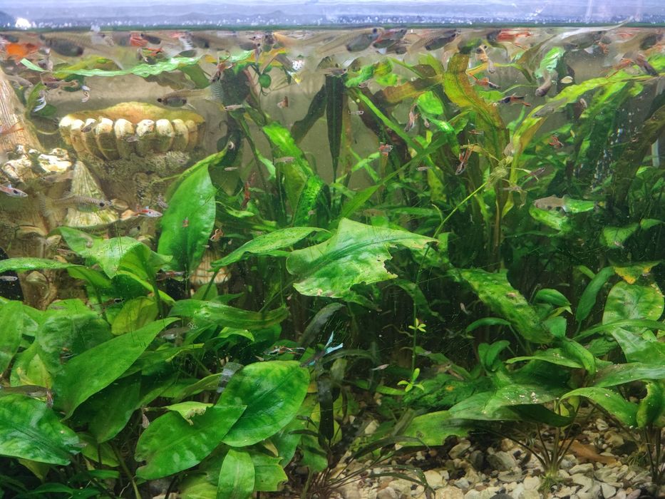 Акваріумні рибки гупі