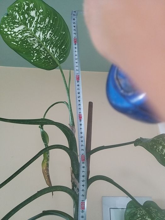 Dieffenbachia duży kwiatek 2.30cm