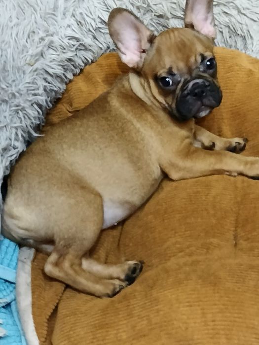 Дівчинки пишечки Французи