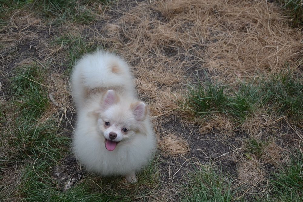 Дівчинка від кольорових батьків.