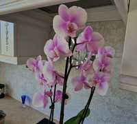 Орхидея 3 гілки  Квітуча
