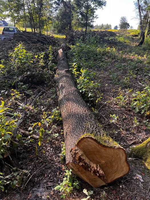 Sprzedam Drzewo Dąb