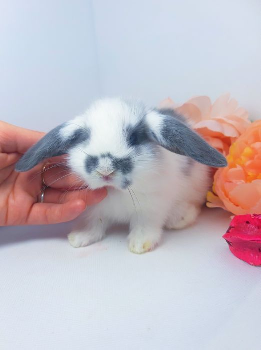 Карликовые мини кролики,міні баранчик,декоративные,карликовий
