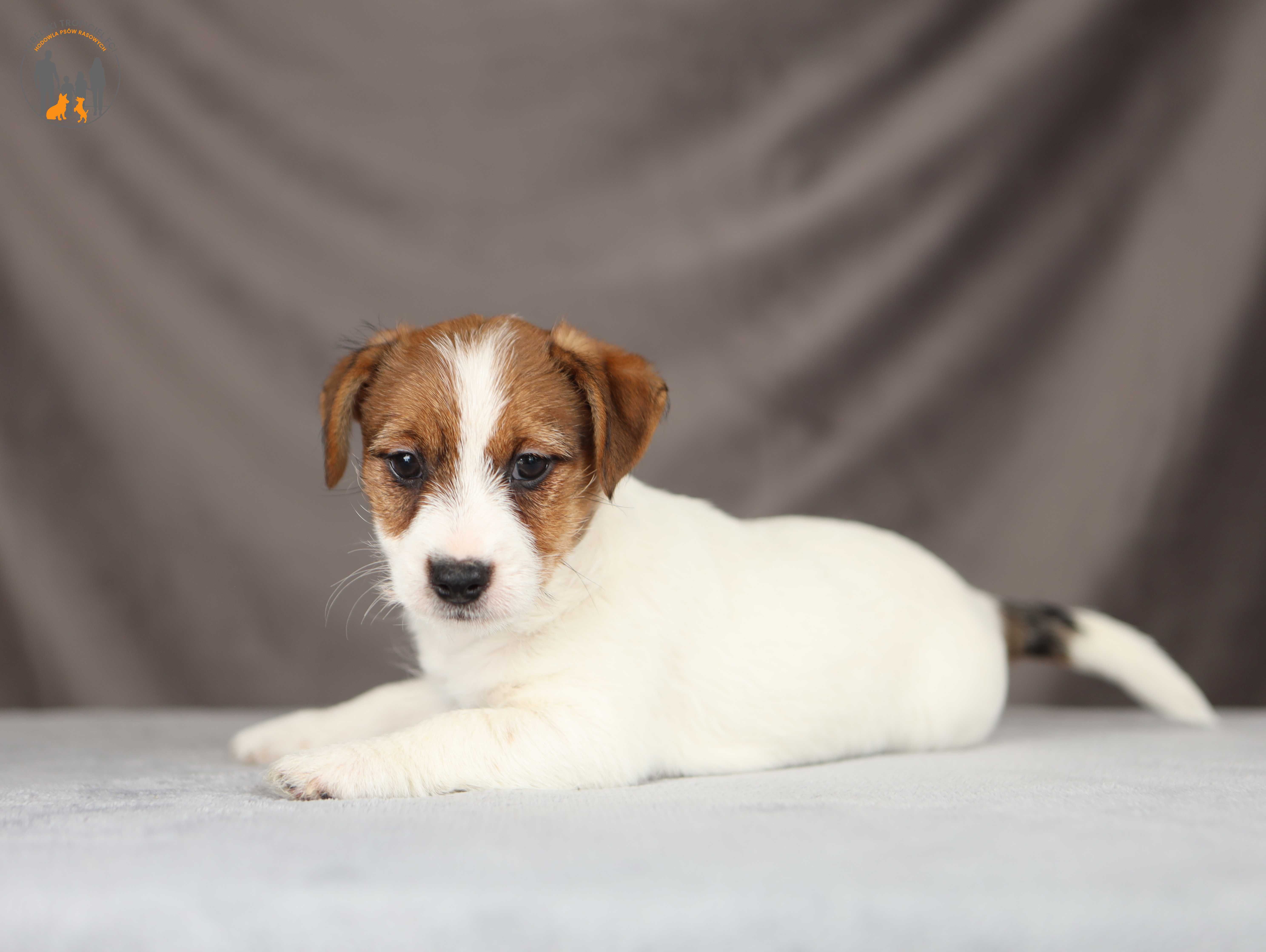 Jack Russell Terrier ZKwP FCI po Ch.Pl