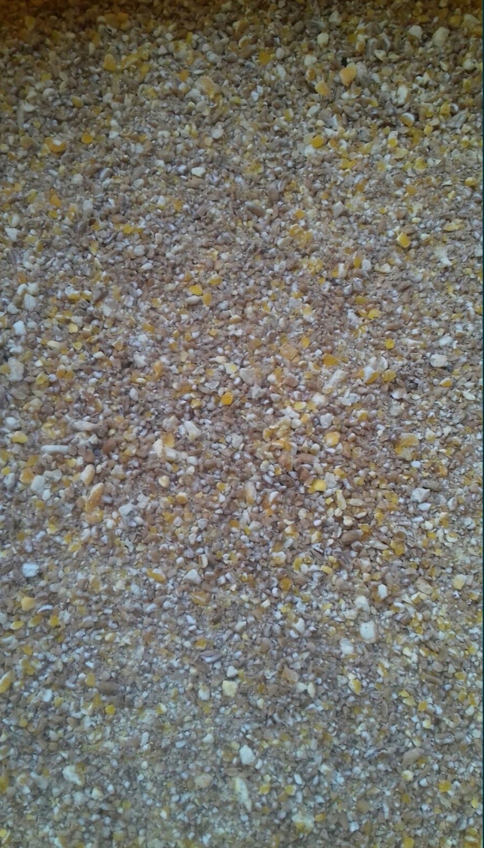 Sruta pszenno kukurydziana mieszanka lub cale ziarno