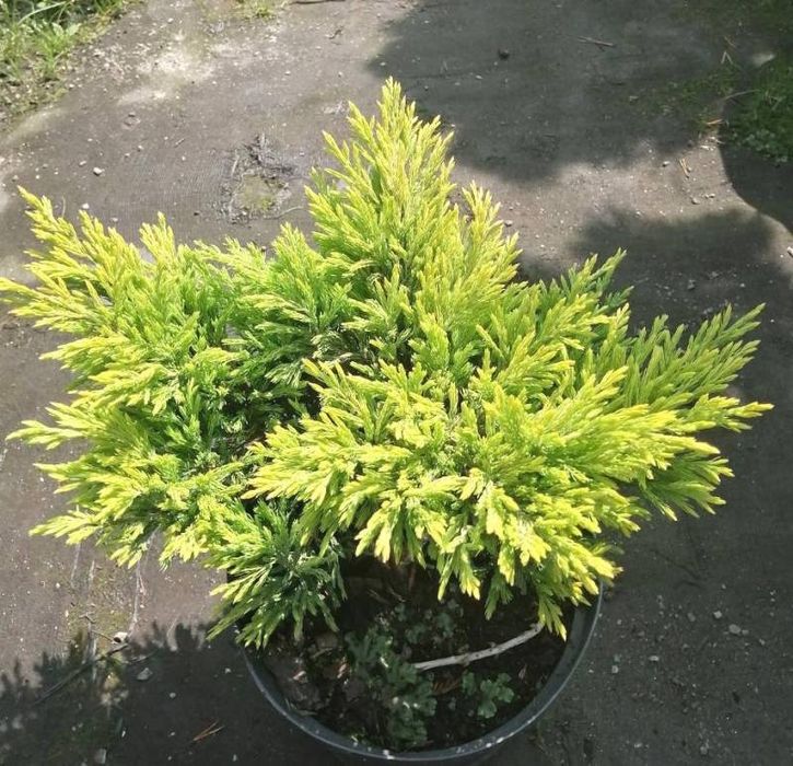 Можжевельник Lime glow,китайский Strikta