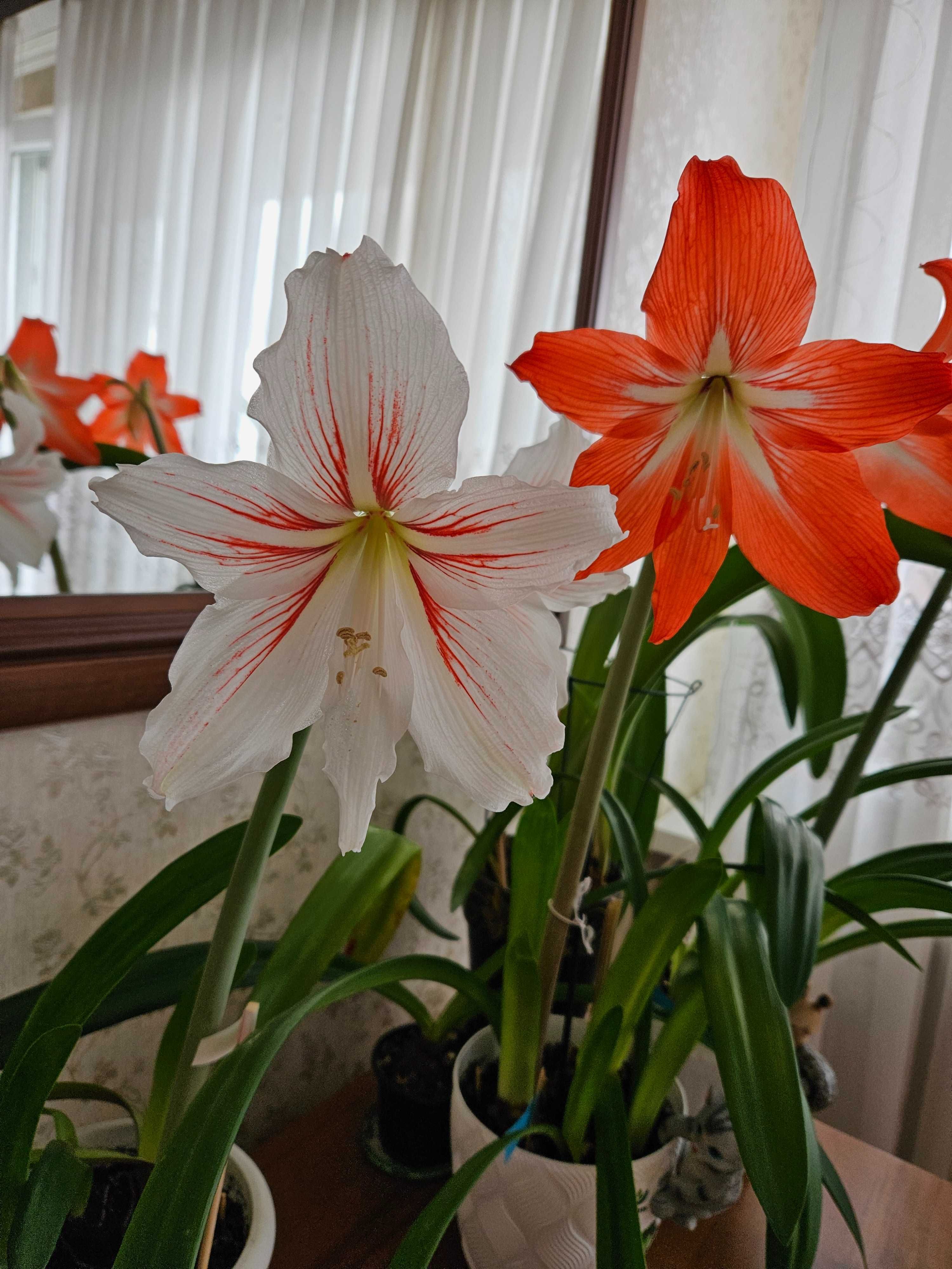Amarylis kwitnie dużymi, pomarańczowymi kwiatami.