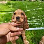 Cocker Spaniel Dziewczynka 2