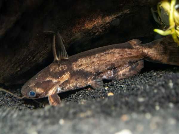 Trachelyopterus fisheri - Sumik - Sum - dowozimy, wysyłamy