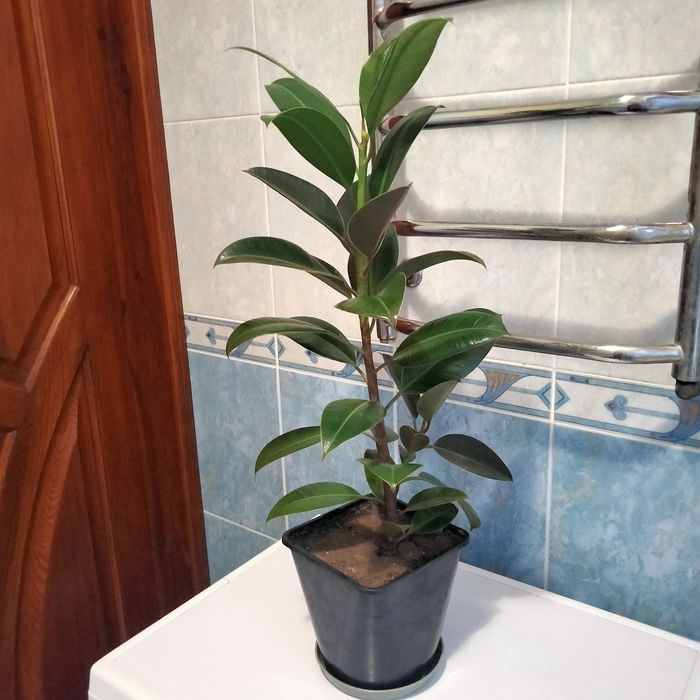 Продам фікус (висота з горщиком - 70 см)