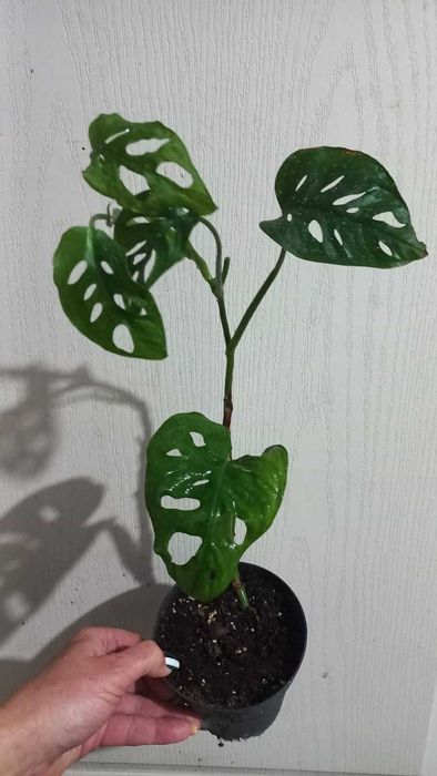 Монстери Обліква Перу, Адансона, Манкі, Мініма кімнатні квіти