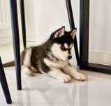 Niebieskooki szczeniak Siberian Husky międzynarodowy rodowod FCI ZKwP