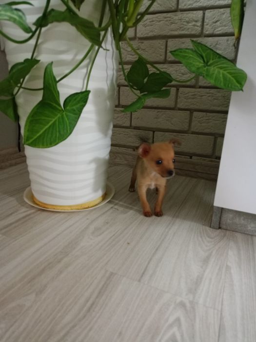 Ratlerek miniaturka piesek