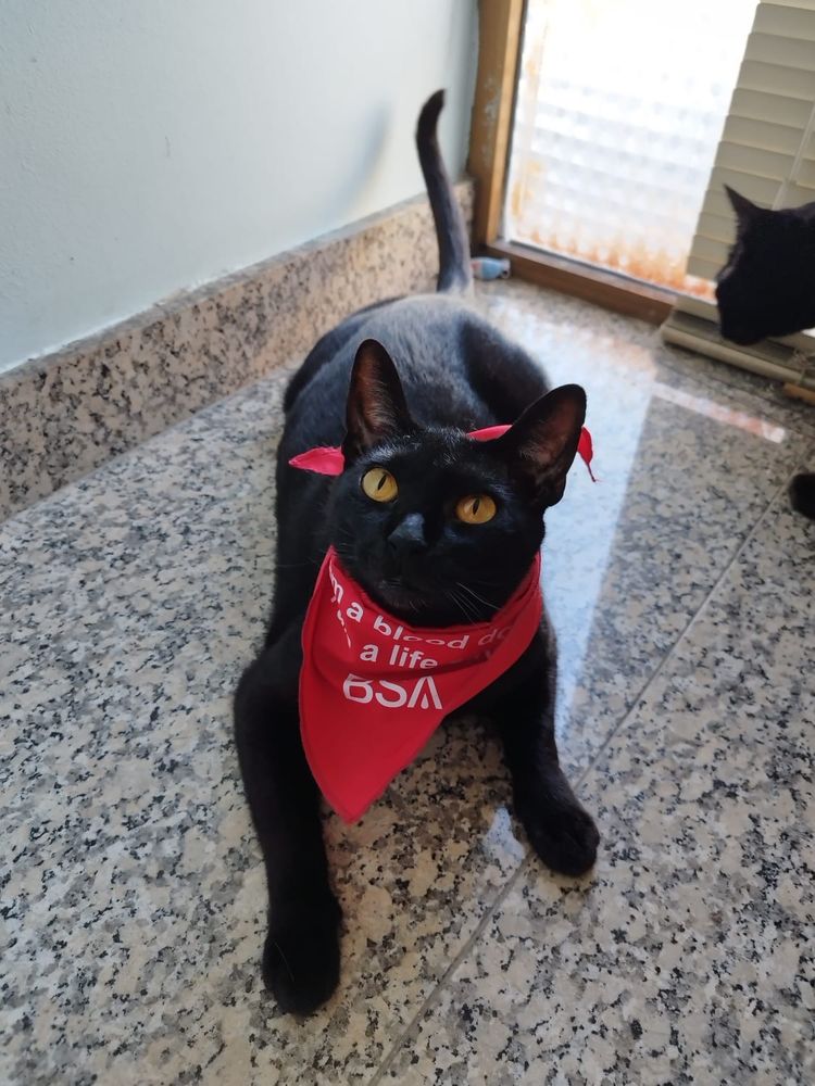 Smokey e Pantera para adoçao responsavel