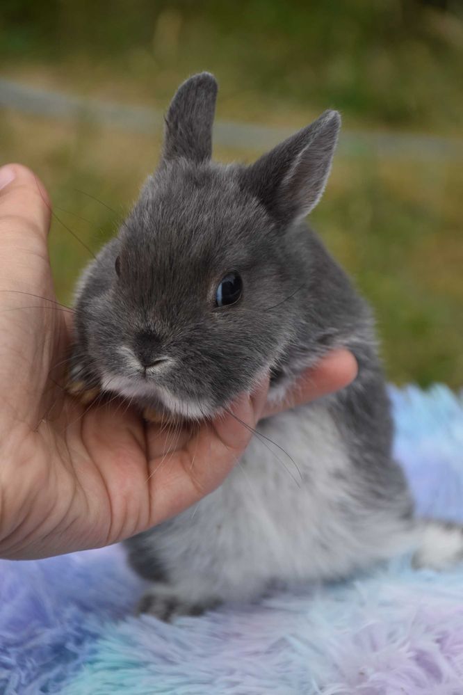 Karzełek niderlandzki / miniaturki