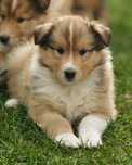 Owczarek szkocki długowłosy collie, szczeniak,suczka  Less