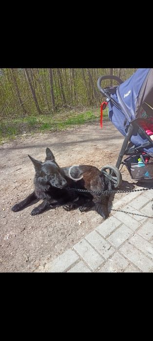 Oddam suczkę w dobre ręce