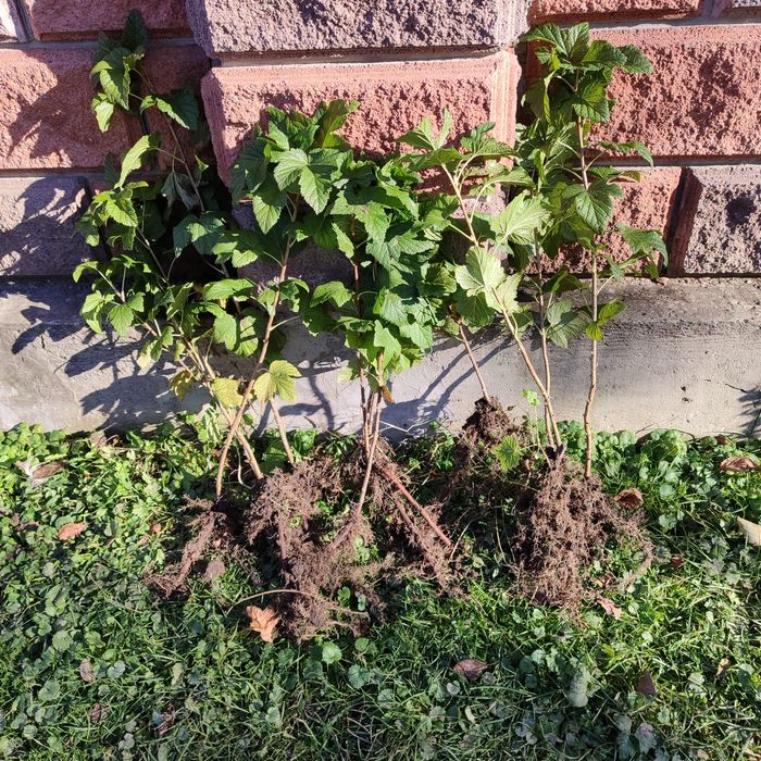 Саджанці смородини