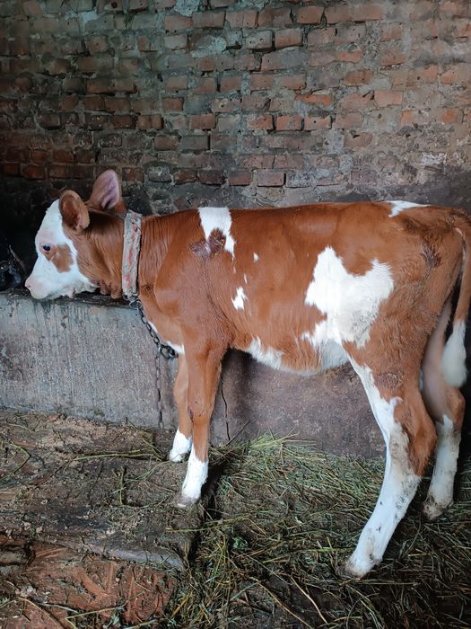 Продам теличку від доброї корови, 7 тижнів
