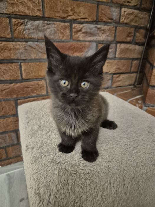 Mco czarny Maine coon kocurek Maine Coon