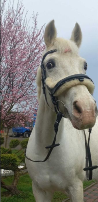 Wyjątkowa Klacz Arabska / Koń do sportu i turystyki
