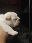 Bulldog frances creme  macho