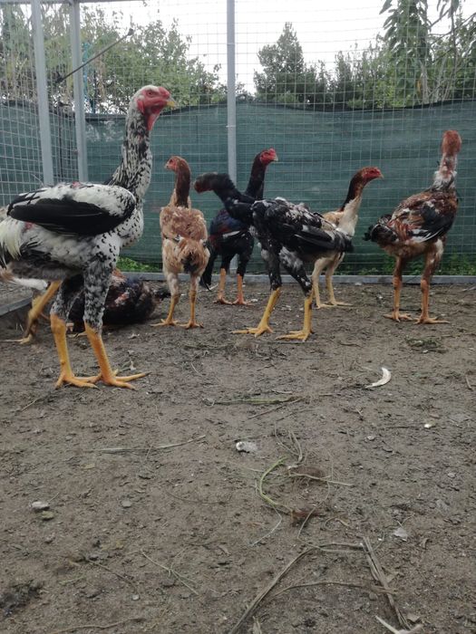 Casal de índio gigante