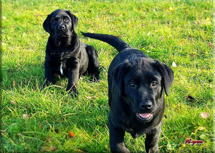Labrador Retriever  czarny piesek ZKwP/FCI