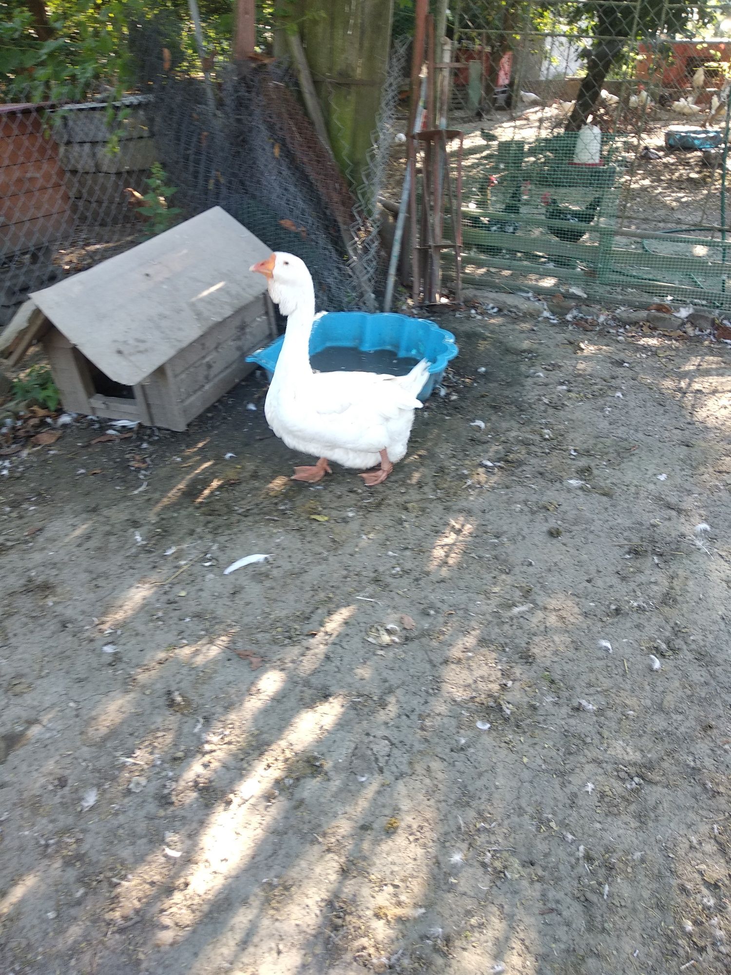 Gęsi chołmogory,kaczorki call duck, biegusy