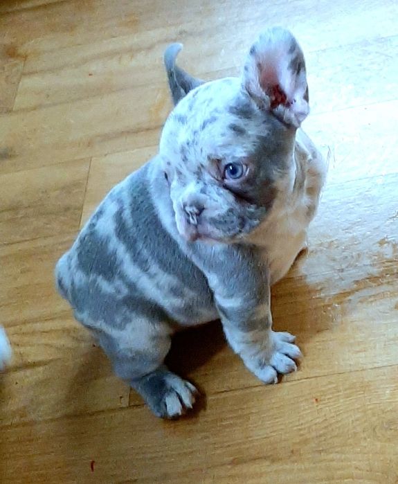 Buldog trancuski dziewczynka