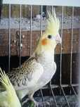 Ringnecks E caturras criadas a mão