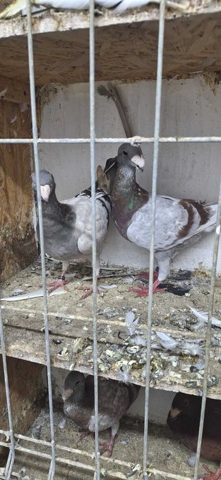 Sprzedam gołębie