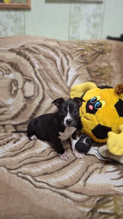 Чёрная девочка Ам стаф терьер.