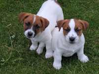 ZKwP FCI  Gładki Jack Russell gotowy do zmiany domu szczenię