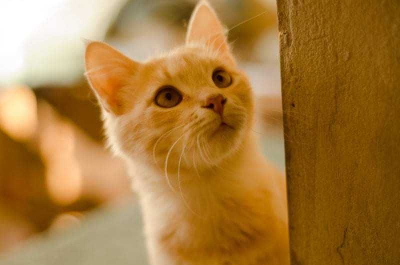 Чук в поиске любящей семьи!