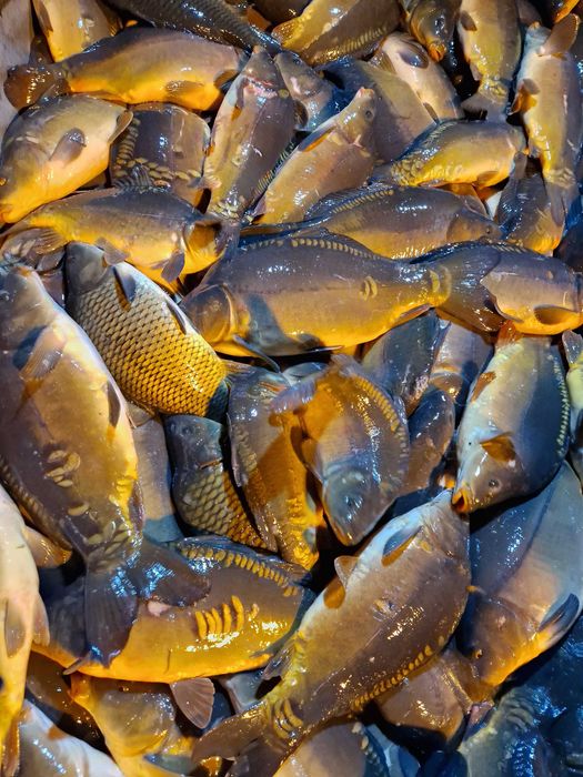 **Ogłoszenie: Sprzedaż Karpia Handlowego!**