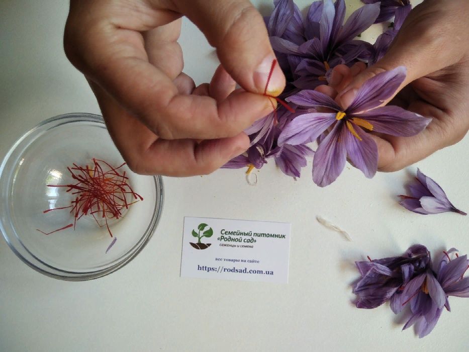 Шафран цибулини 20 шт шафрановый крокус луковицы семена Crocus sativus