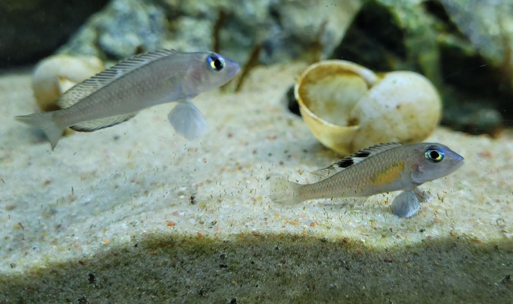 Lamprologus kungweensis, muszlowiec + julidochromis ornatus