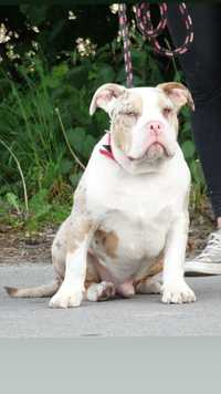 American Bully  merle