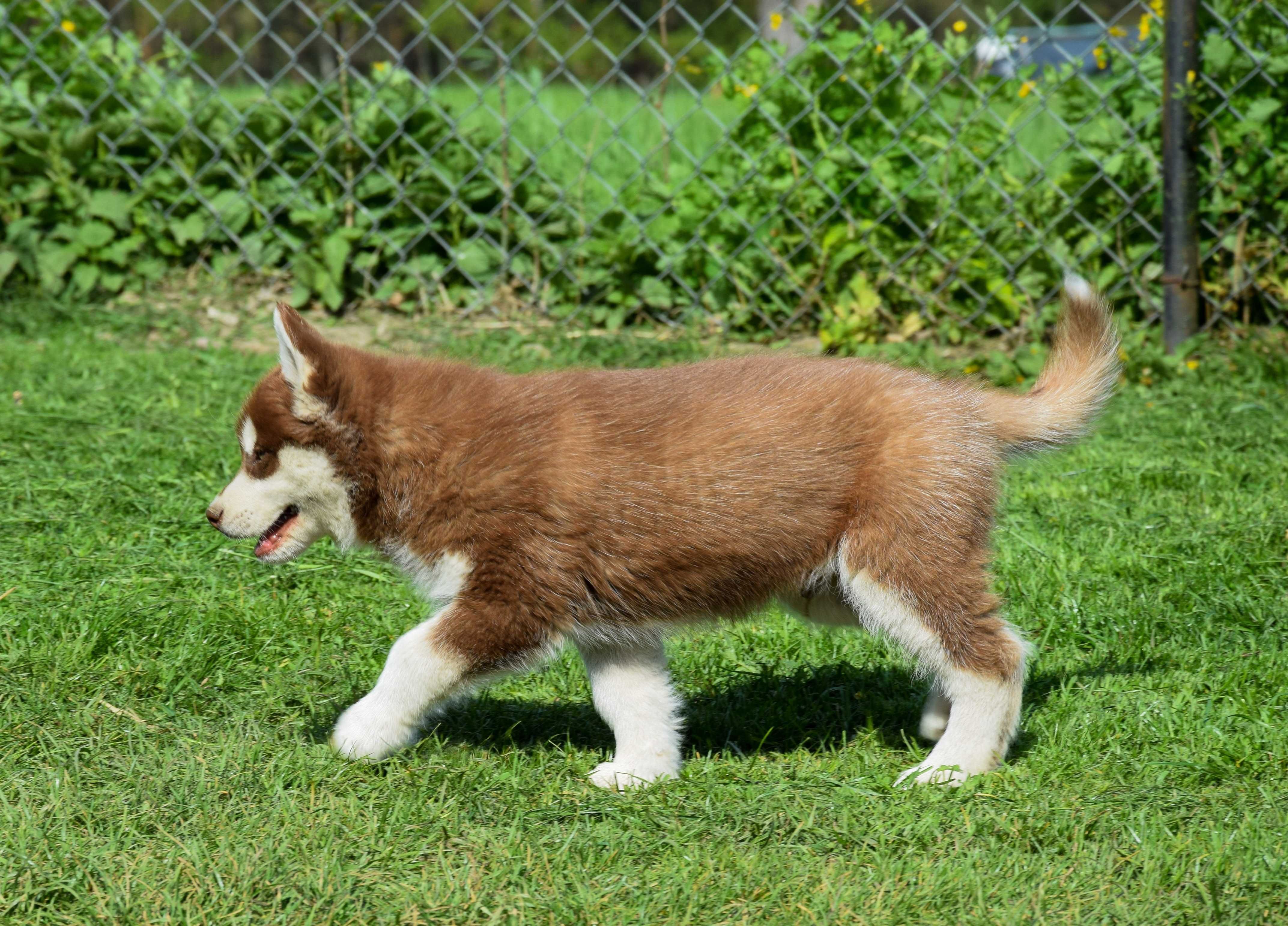 Siberian Husky Piesek Alpin